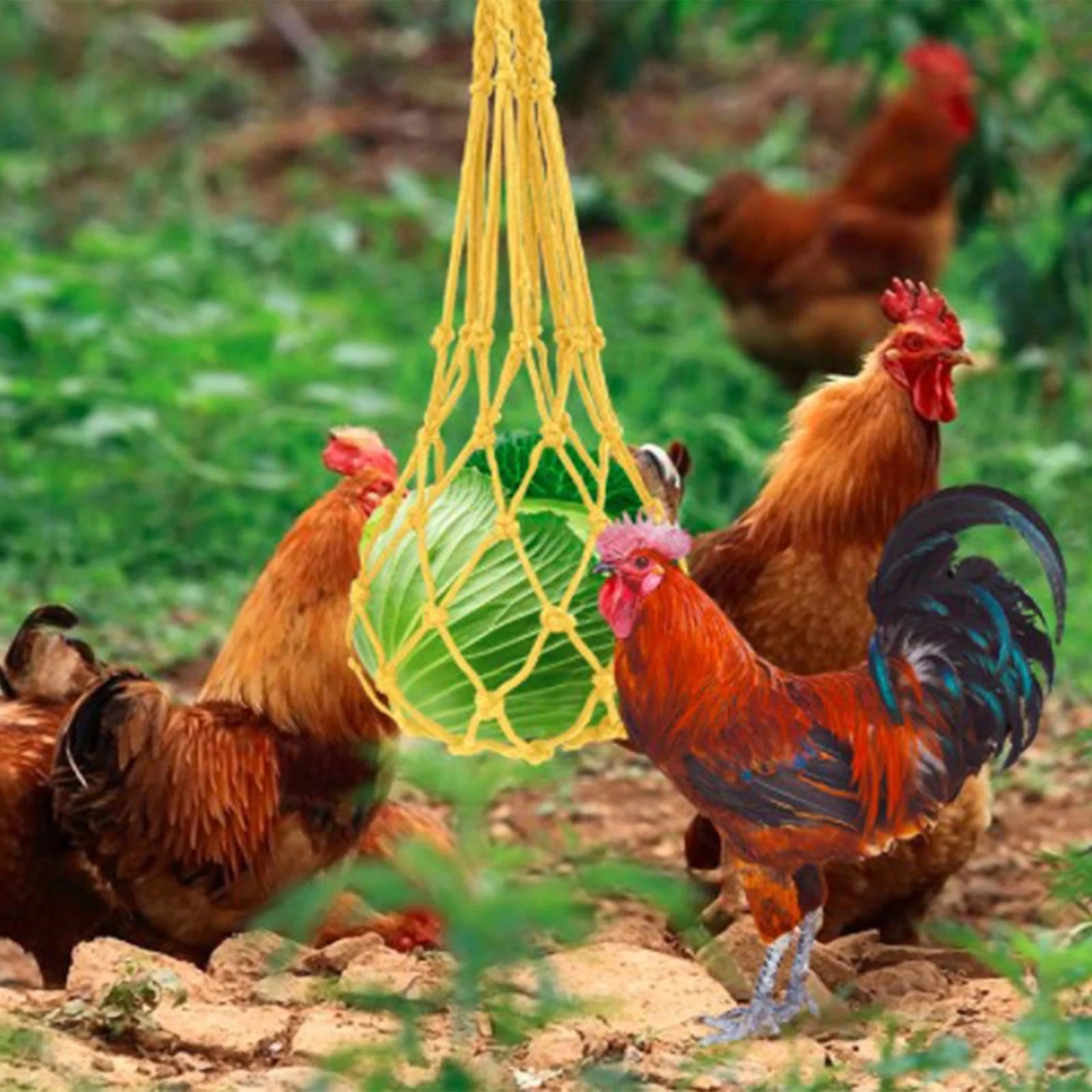 5 Packs Chicken Toys