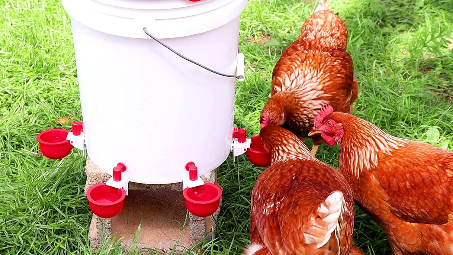 DIY Automatic Chicken Waterer Cups for Any Chicken Watering System