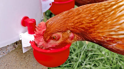 DIY Automatic Chicken Waterer Cups for Any Chicken Watering System